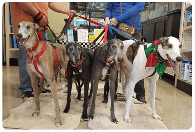 Meet & Greet with Local Greyhounds