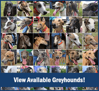 Available Greyhounds for Adoption